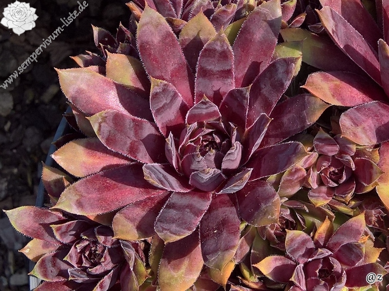 Devon Jewel | Sempervivum-Liste